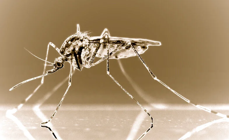 mosquito-83639__480 - Version  6.jpg