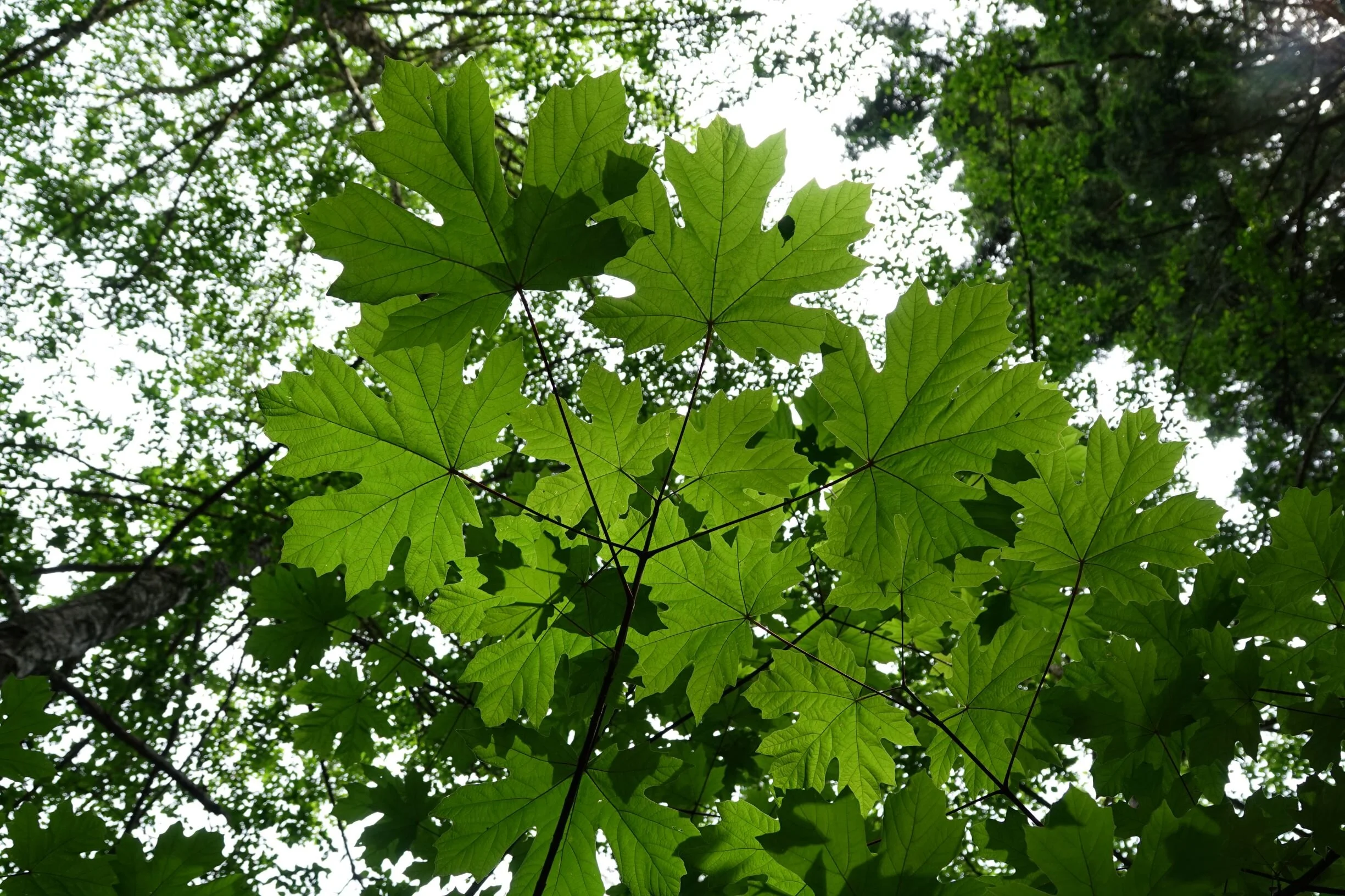 Seafield Forest 3r.JPG