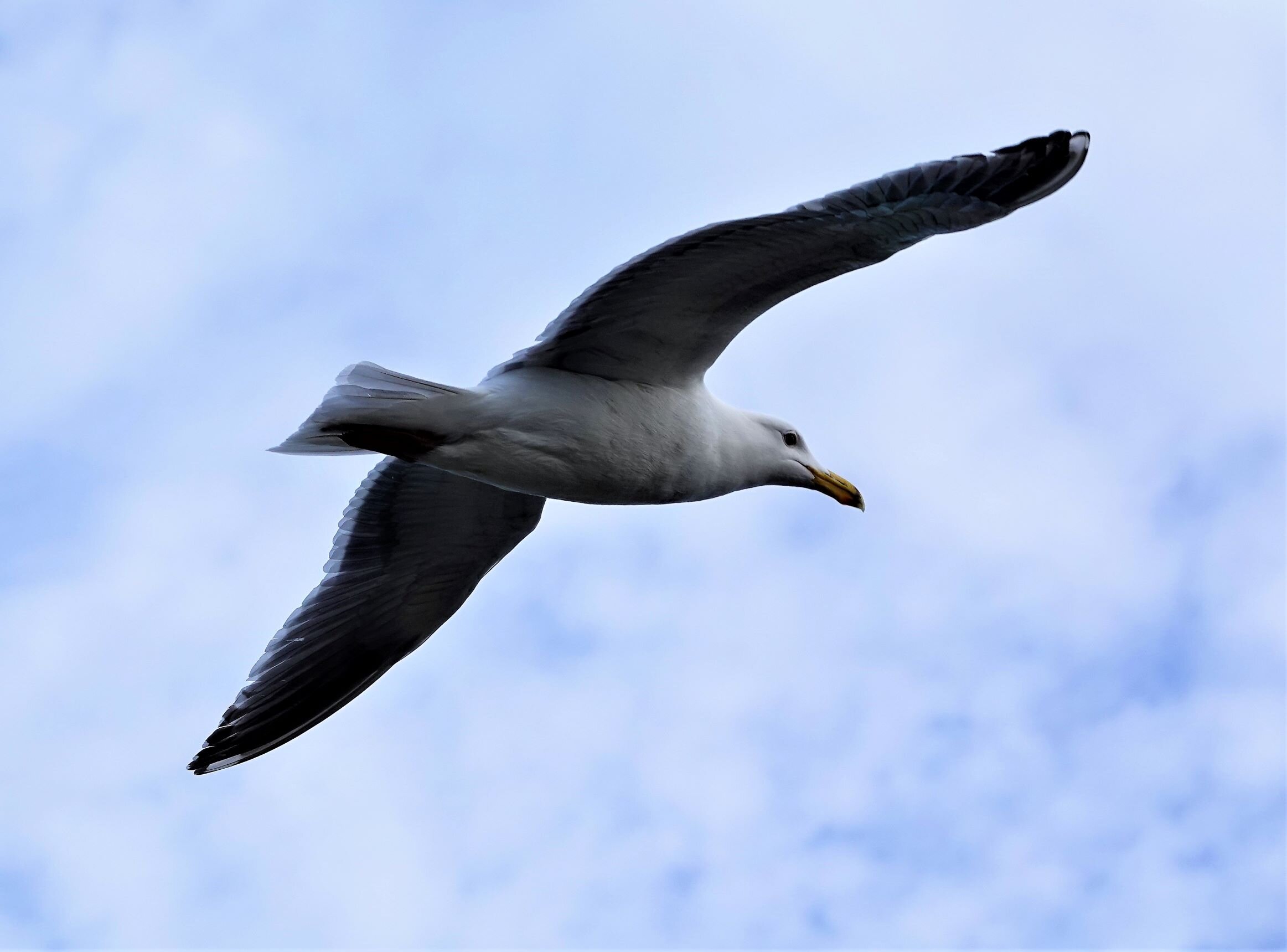 Seafield Seagull rr.jpg