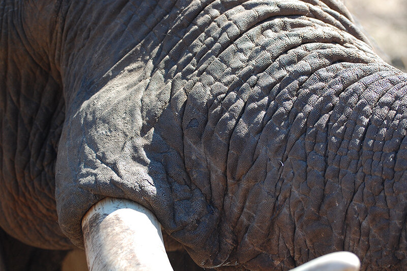 elephant trunk post.jpg