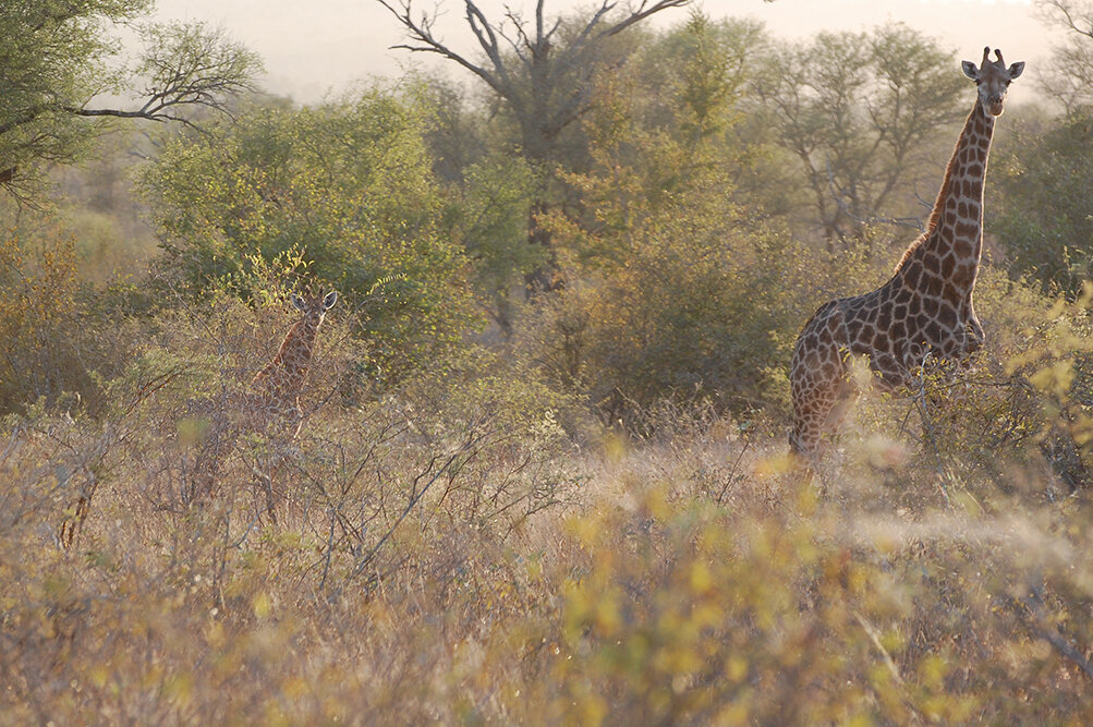 giraffe and young post - Copy.jpg