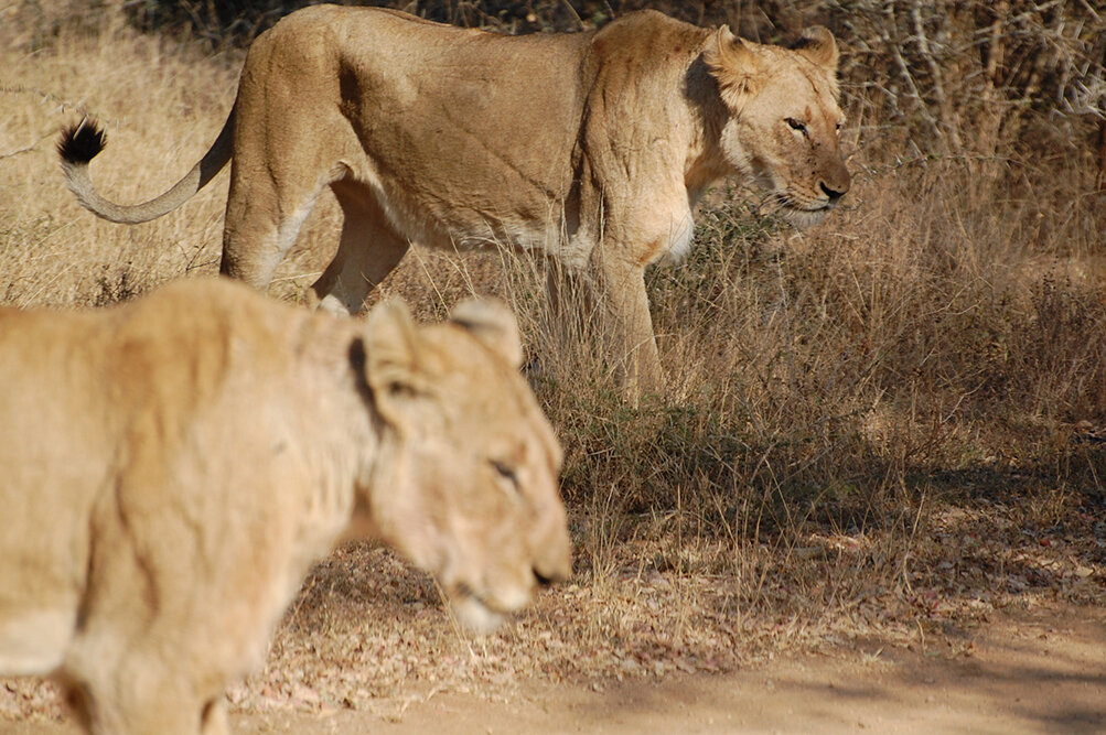 lionesses post - Copy.jpg