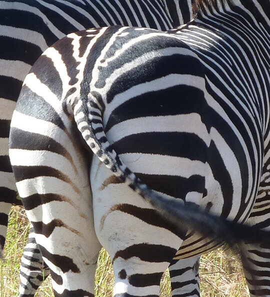 zebra bus 3b - Copy.jpg