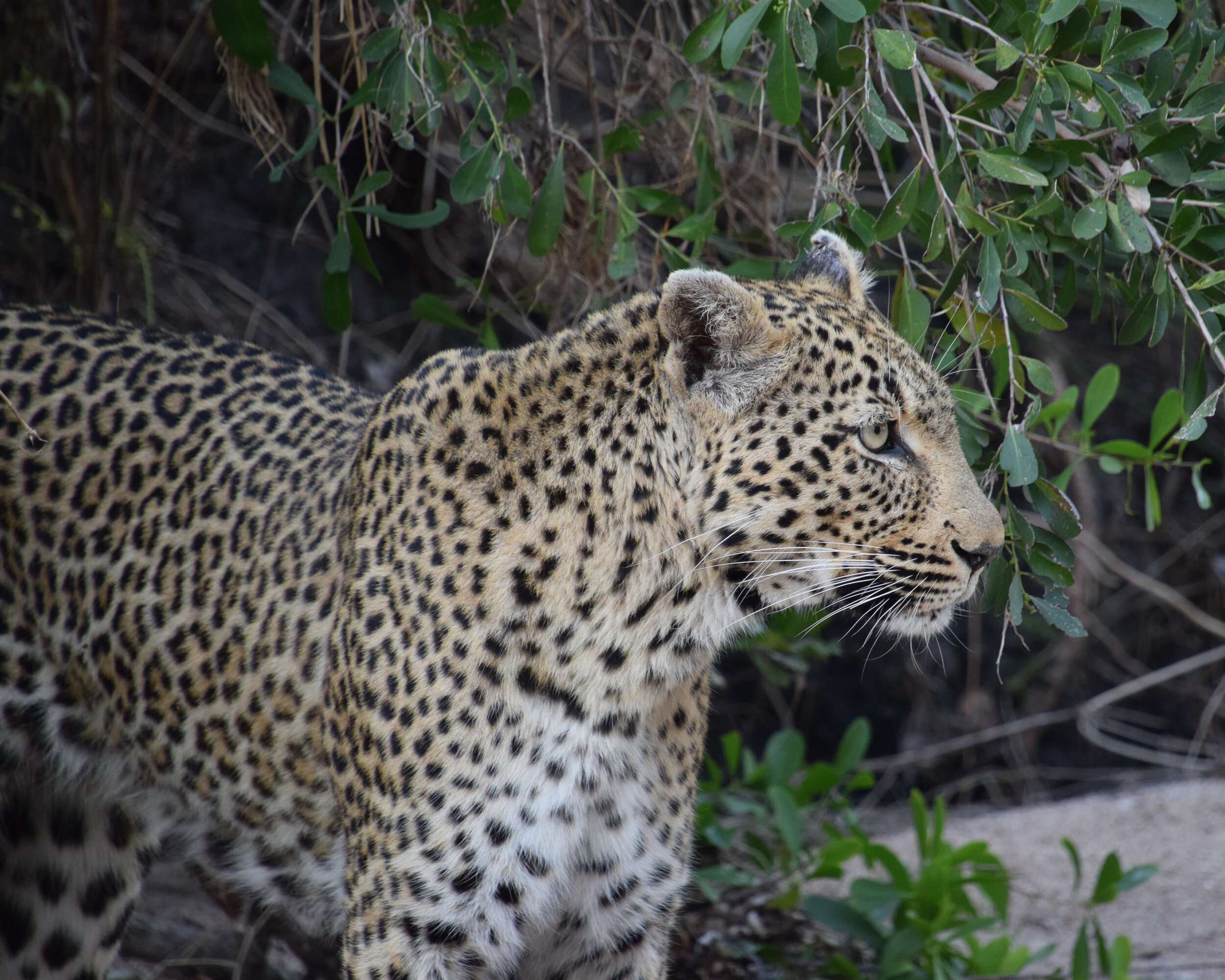 leopard.jpg