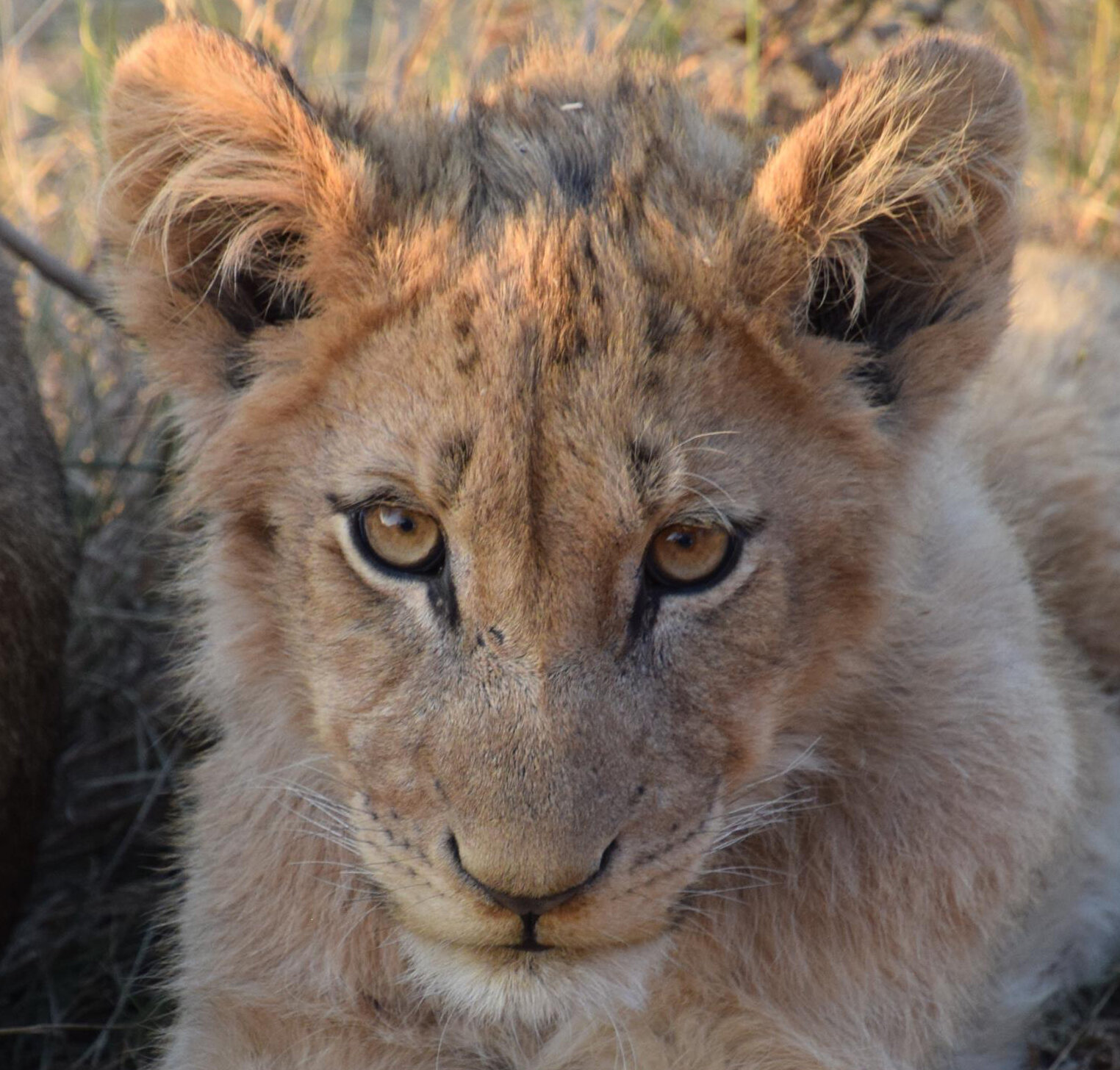 cub eyes.jpg