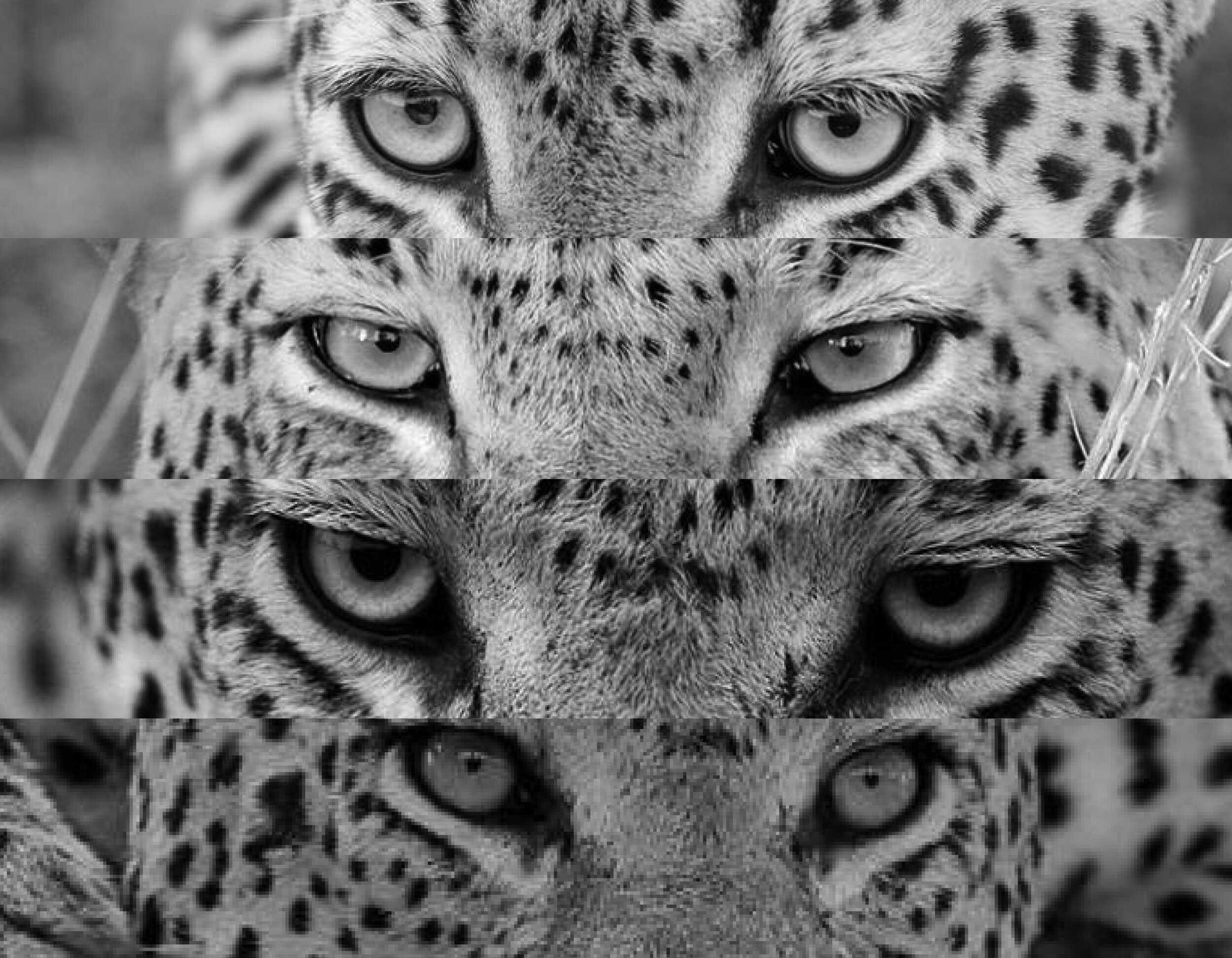 leopard eyes_bw.jpg