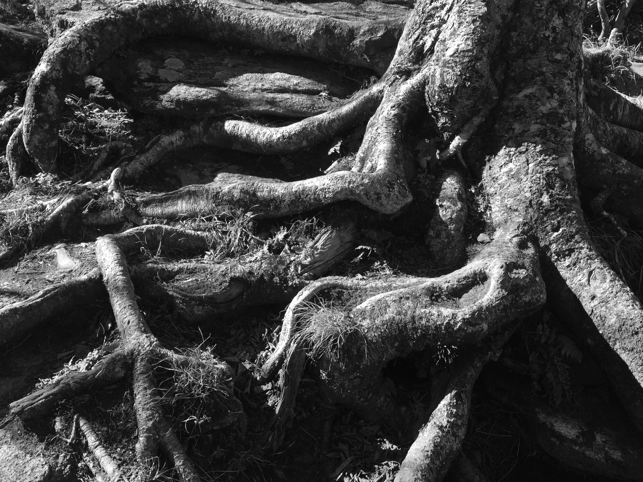 IMG_3123_BW.jpg
