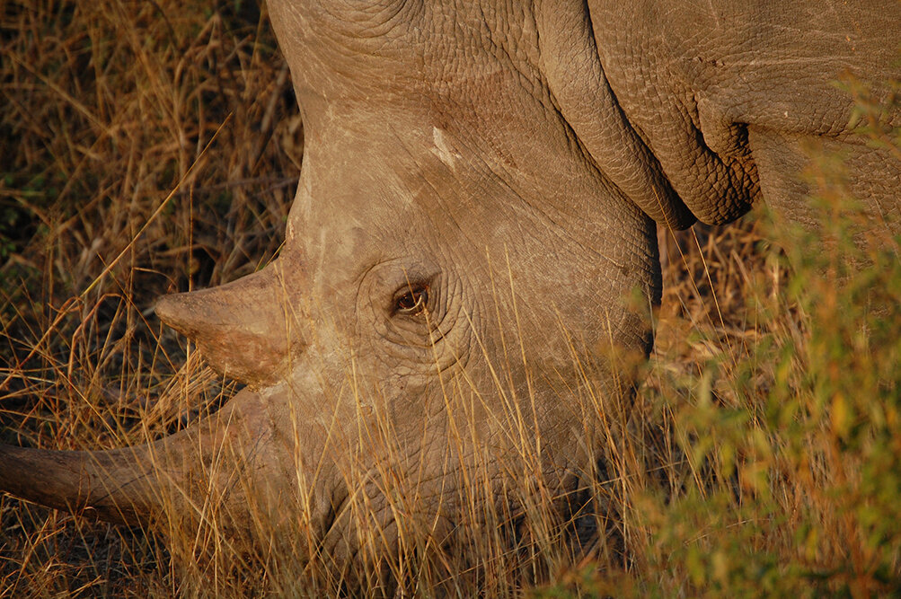 rhino post.jpg