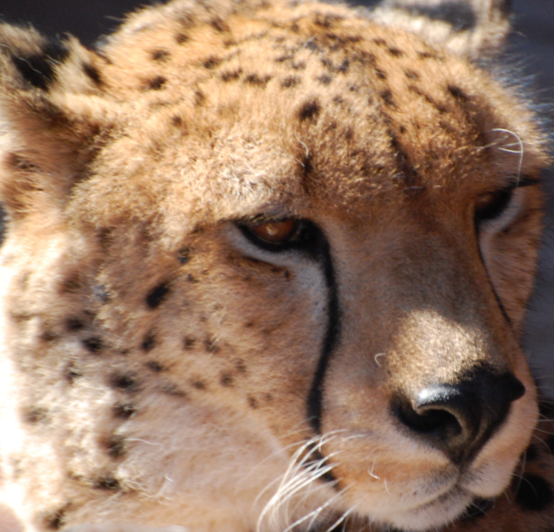 cheetah post.jpg