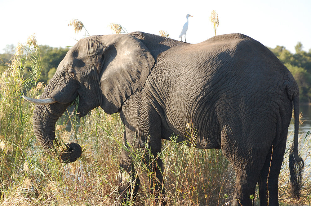 elephant bird post.jpg