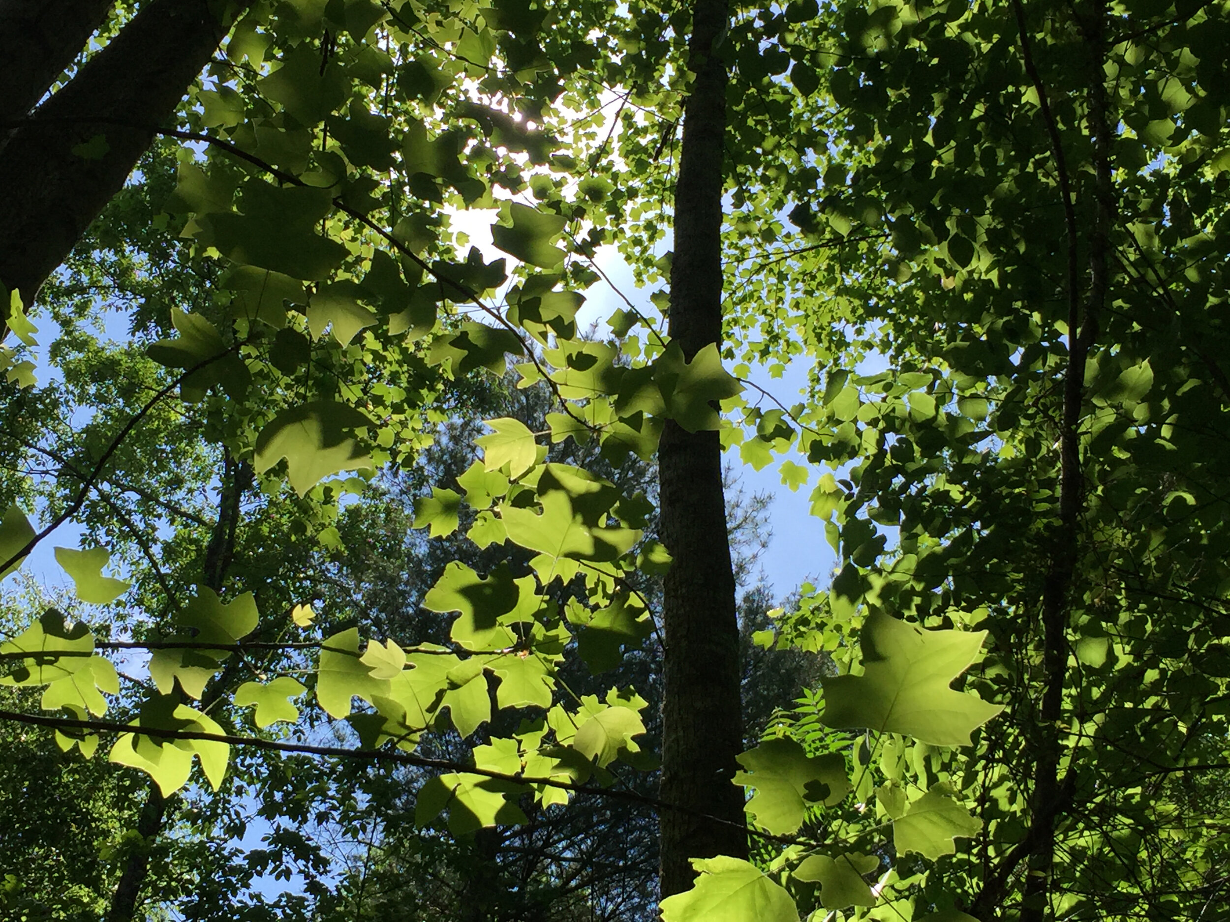 LT 1 sun leaves.jpg
