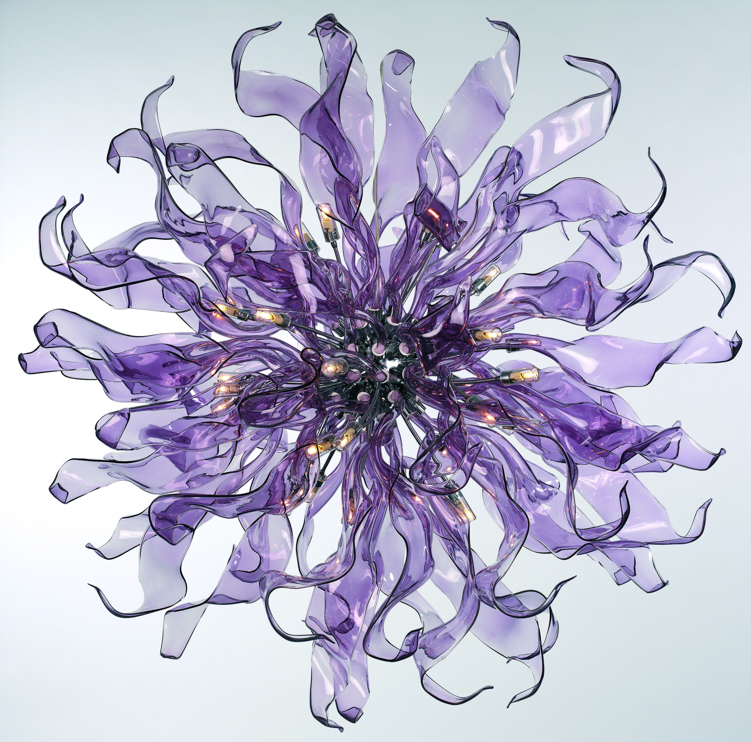 Allium