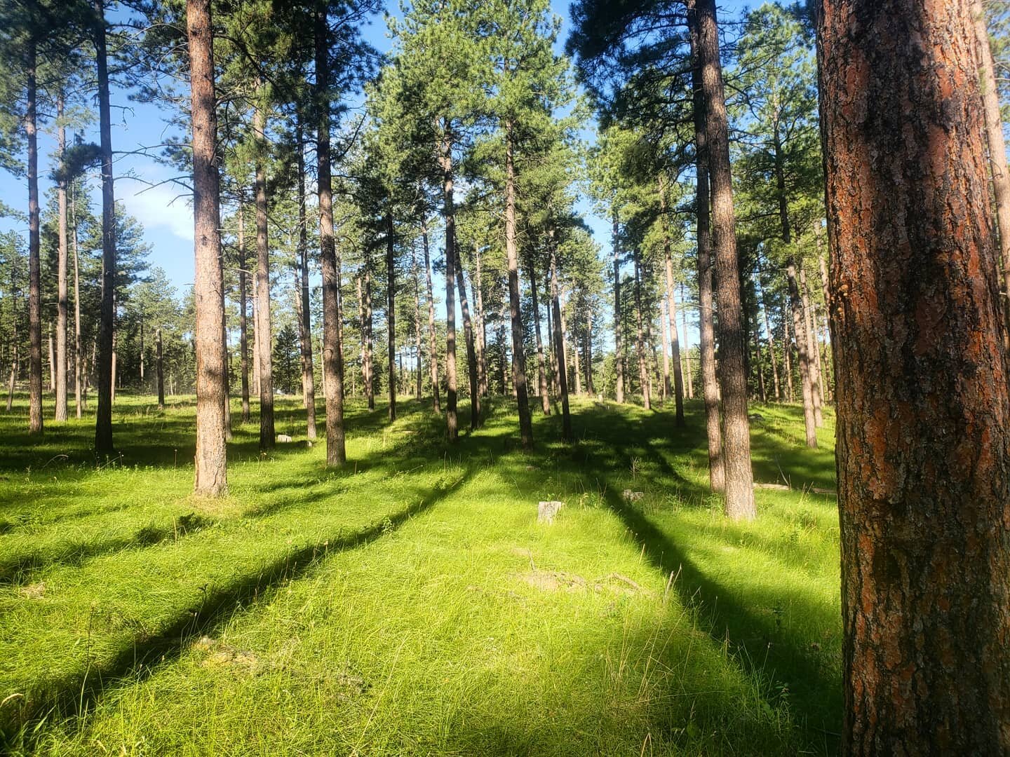 A layover in the #blackhillsnationalforest 

Making my way West for a Fourth of July celebration at @draughtworks in Missoula. Tunes tomorrow 5 to 7 p.m.