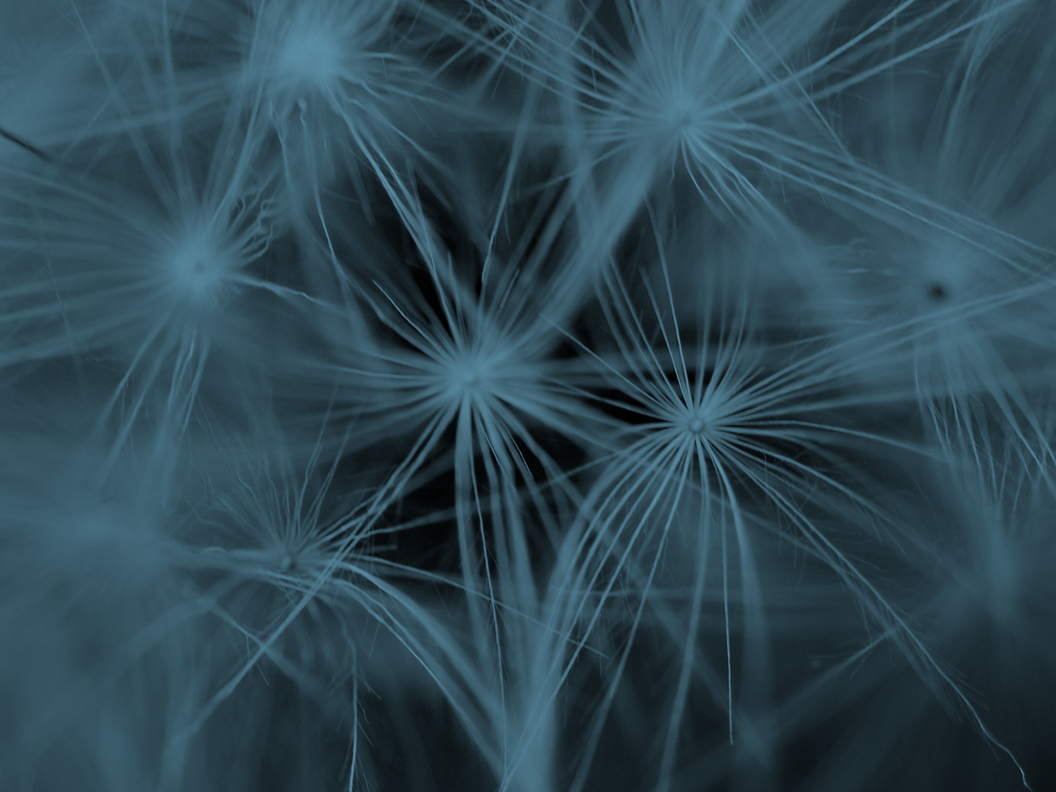 dandelions_1500_teal.png