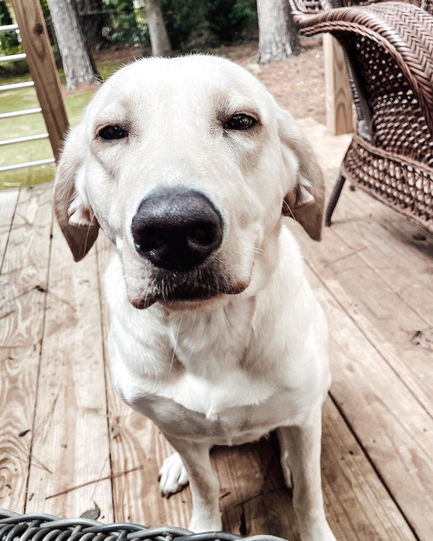 This face cracks us up! Caption this&hellip; #theprodigalpooch #sitandstaythecanineway