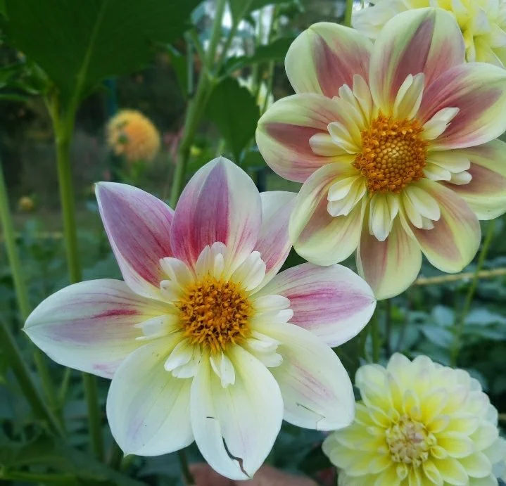 processed_9ebff8244892494a9e575199634ec559.jpeg