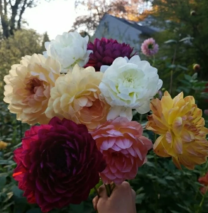 Waterlily Collection #2 (10 Tubers)