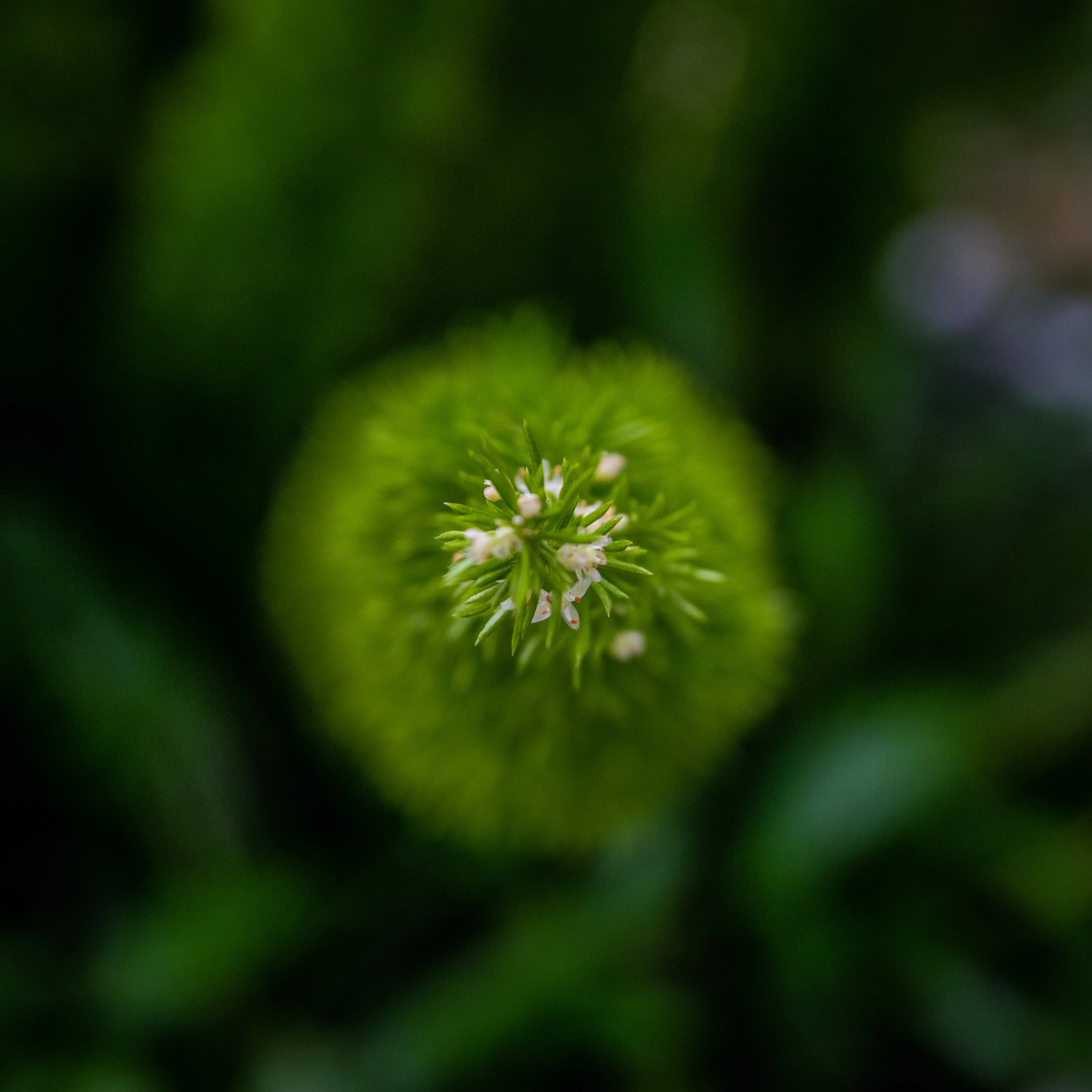 Individual 50 minute Life Coaching Session