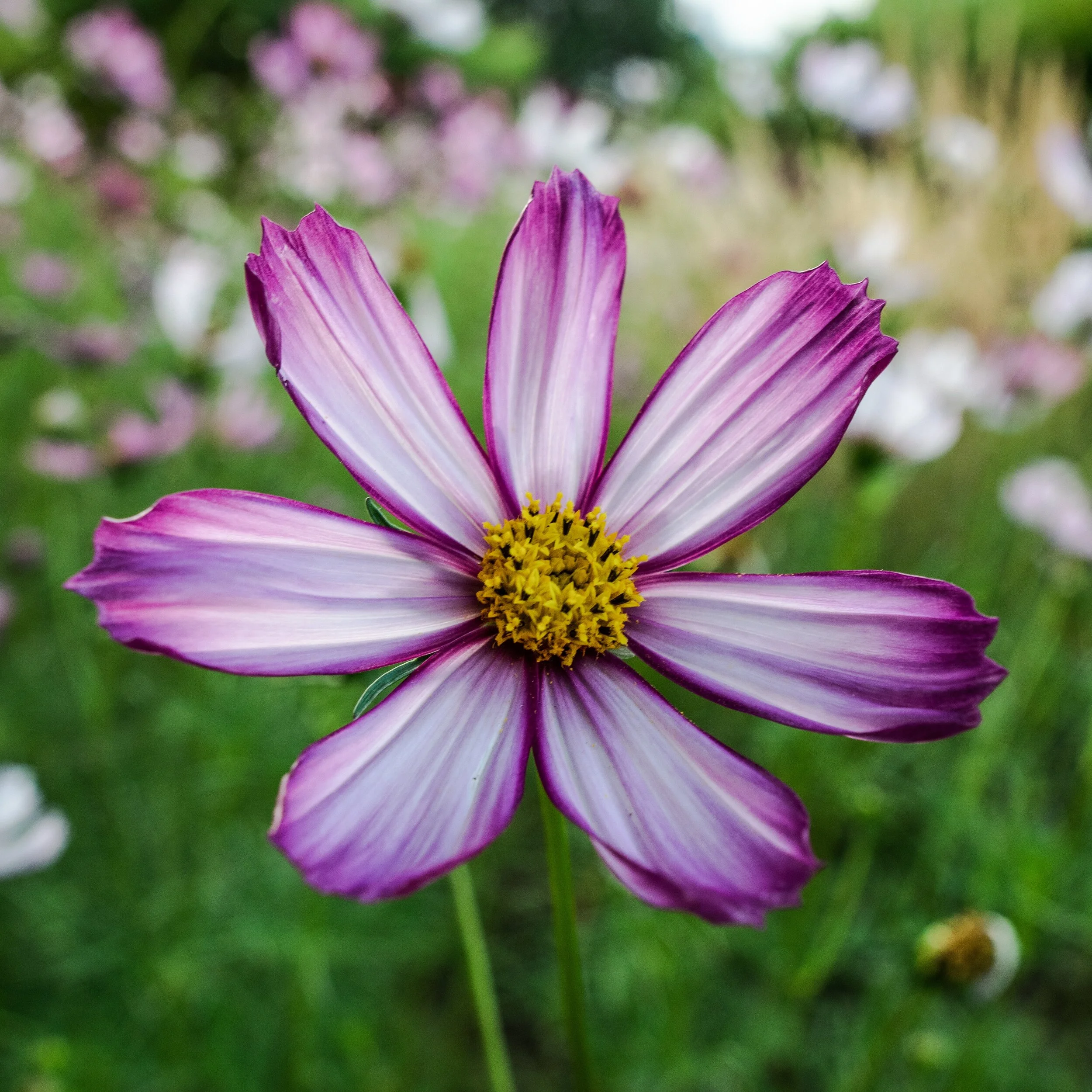 Gift Card for 1 - Individual 50 minute Life Coaching Session