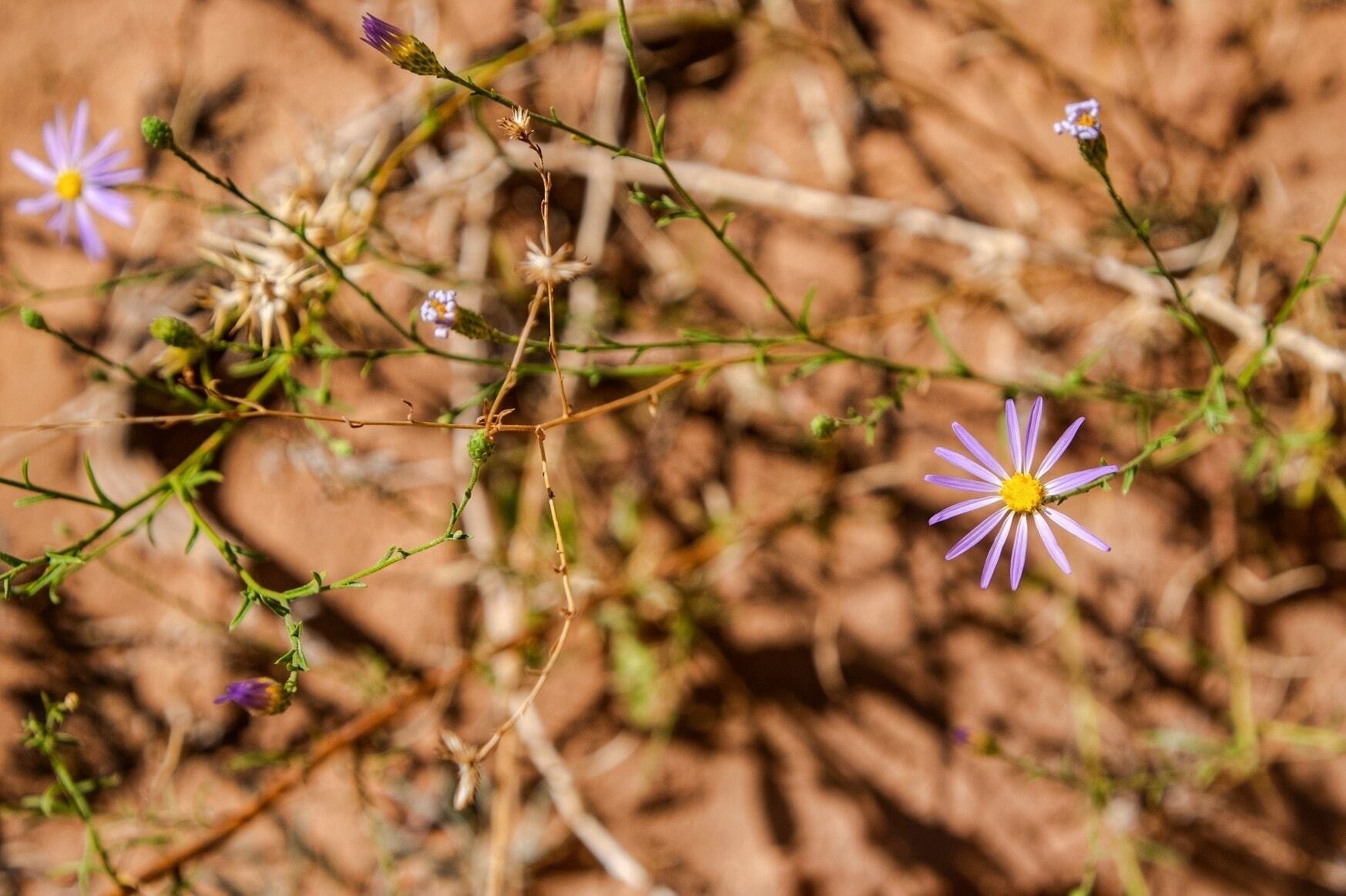 50 minute Couples Coaching Session