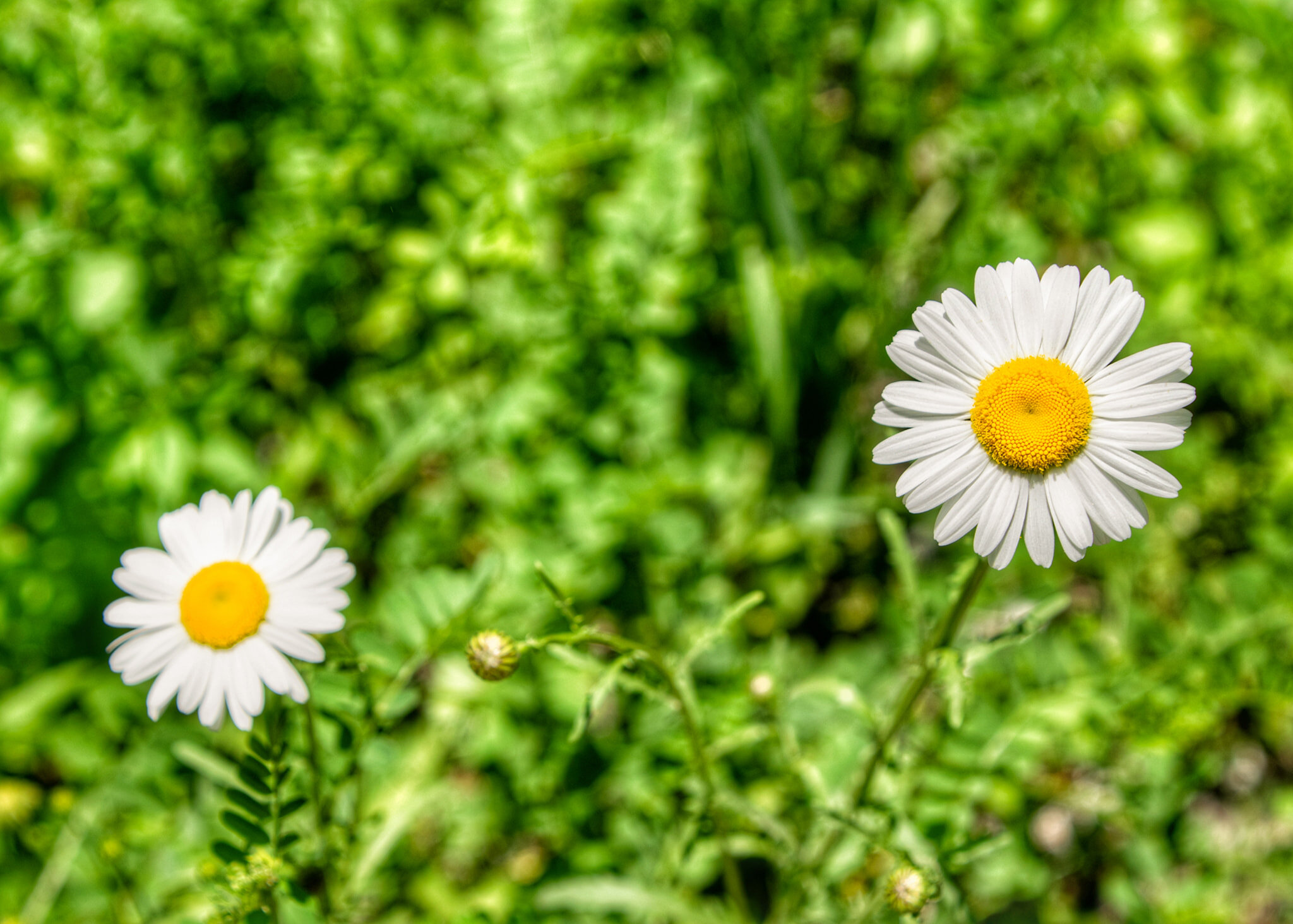 Gift Card for 1 - 50 minute Couples Coaching Session