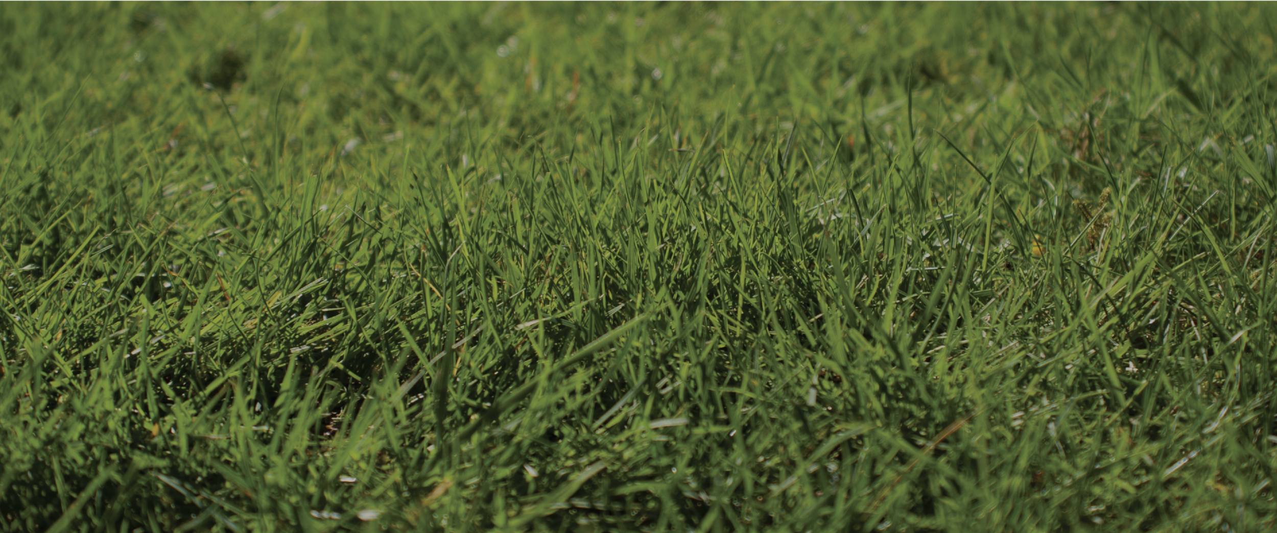 Grass.png