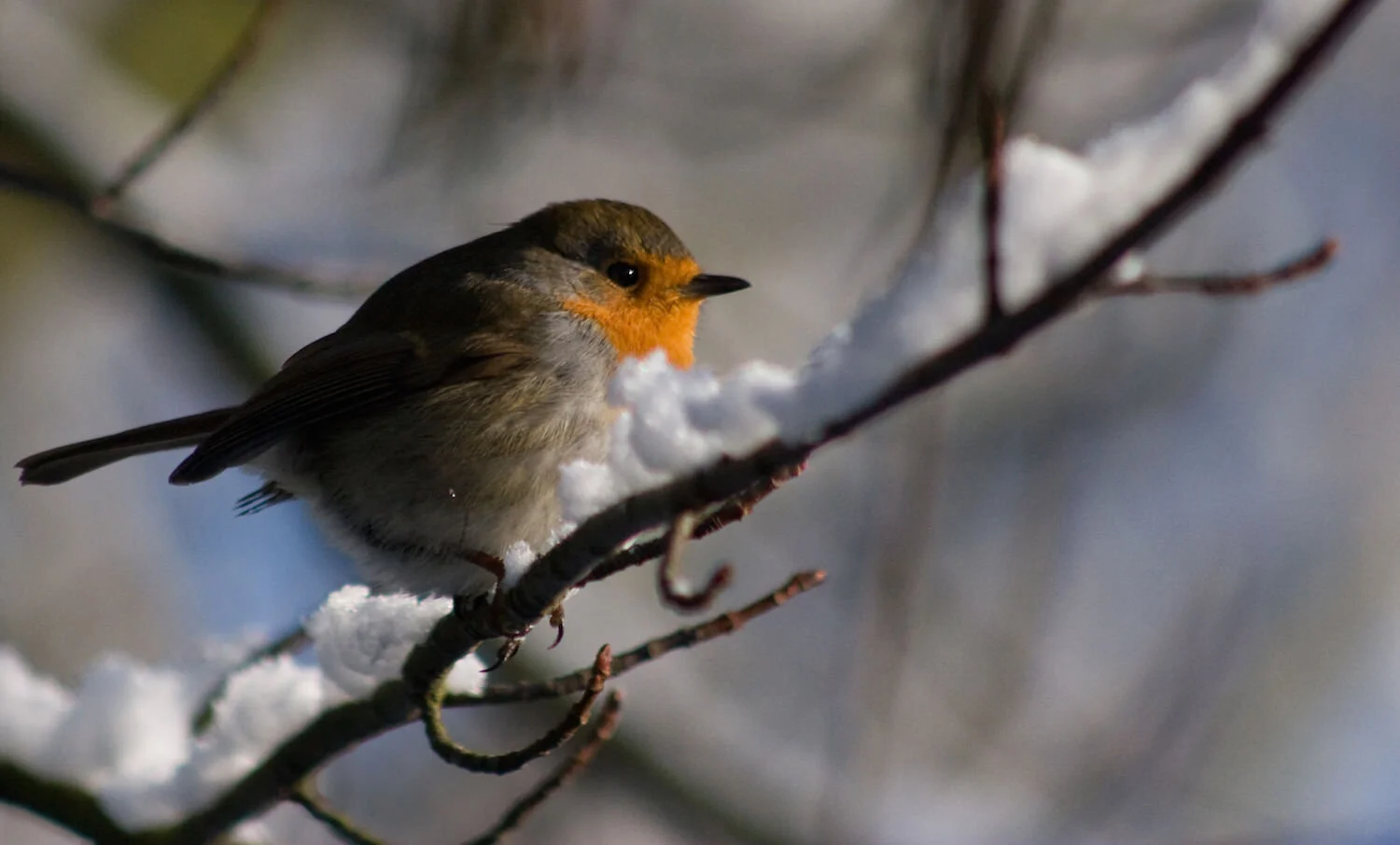 Dying with Assistance