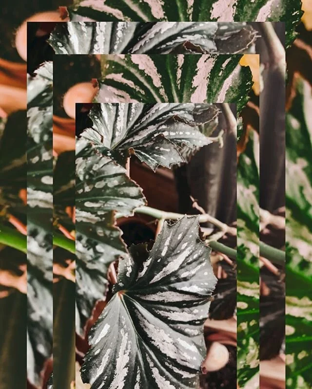 Our favorite 🧡🧡🧡
_
#bego #begocreative #begonia #houseplants #plantsofinstagram