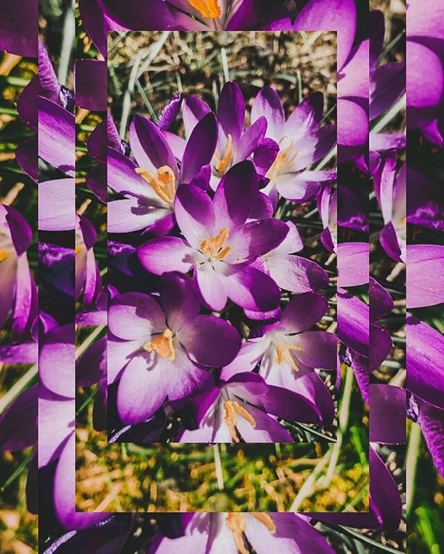 🌸
_
#bego #begocreative #spring #homegarden #avl #violet