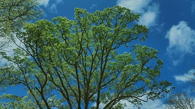 Our front yard 💙💚💙 #bego #begocreative #earthday #oaktree #avl #828isgreat #colortherapy