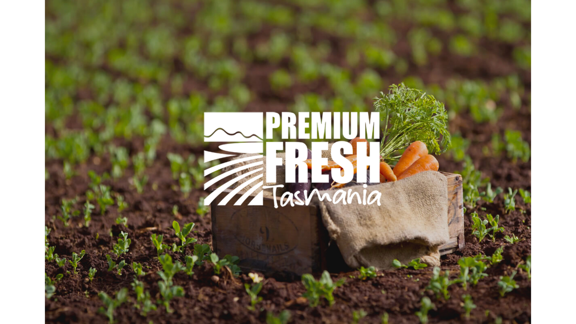 Fresh Premium Premium Fresh