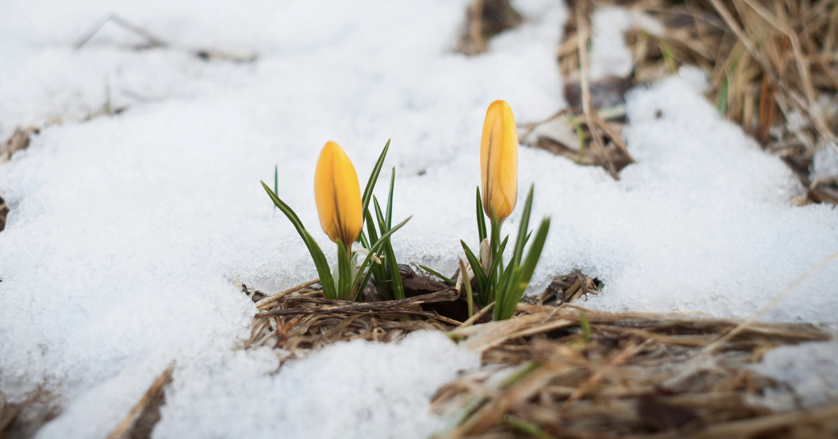 We Have to Go Through Winter to Experience Spring