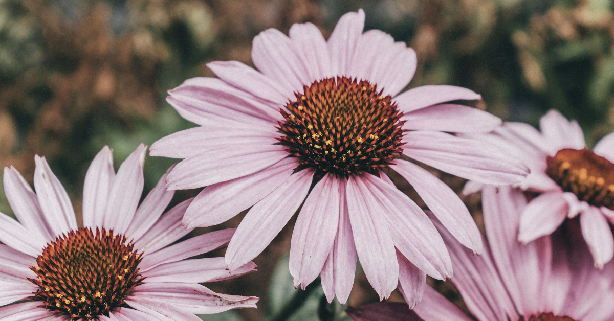 The Benefits of Planting Native Plants in Your Yard