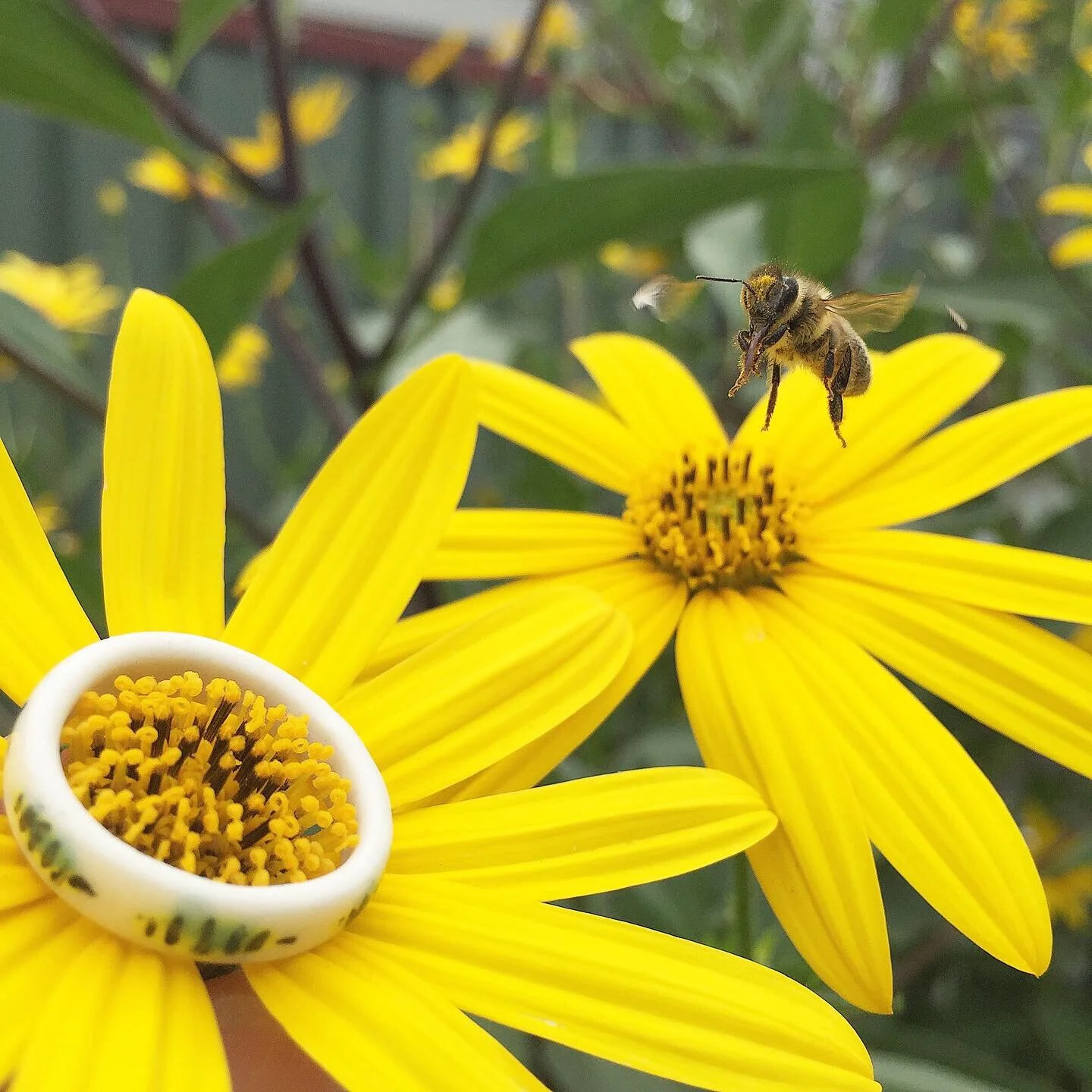 bumble bee ring