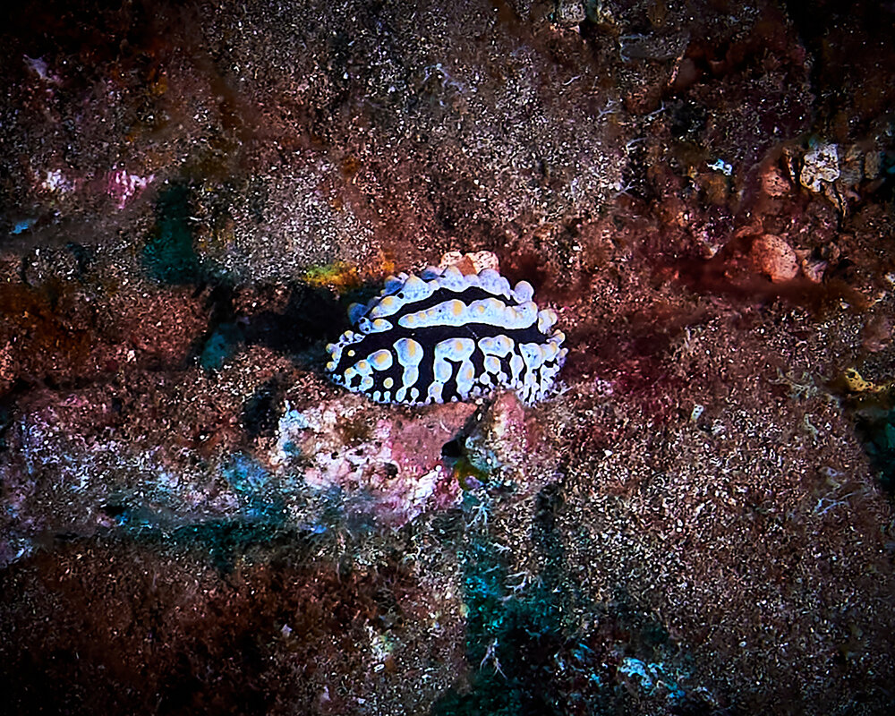 Scrambled Egg Nudibranch