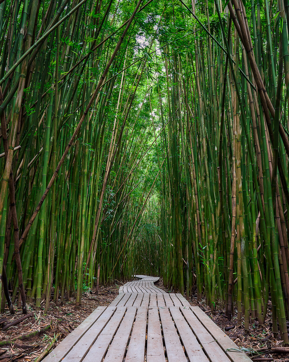 Bamboo Forest Path Bamboo Forest Path