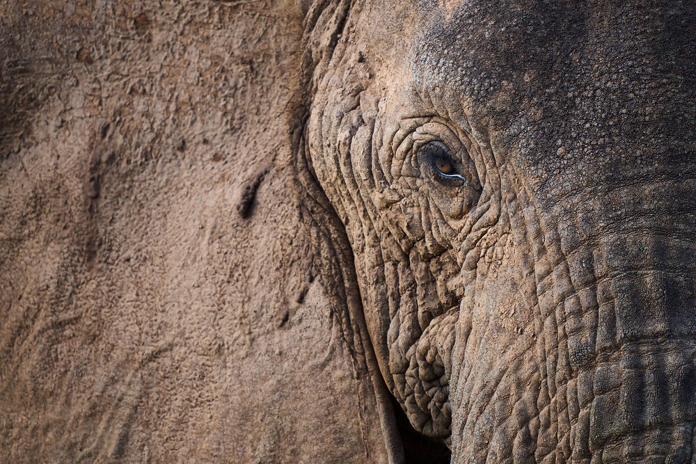Closeup image of an African elephant's eye.