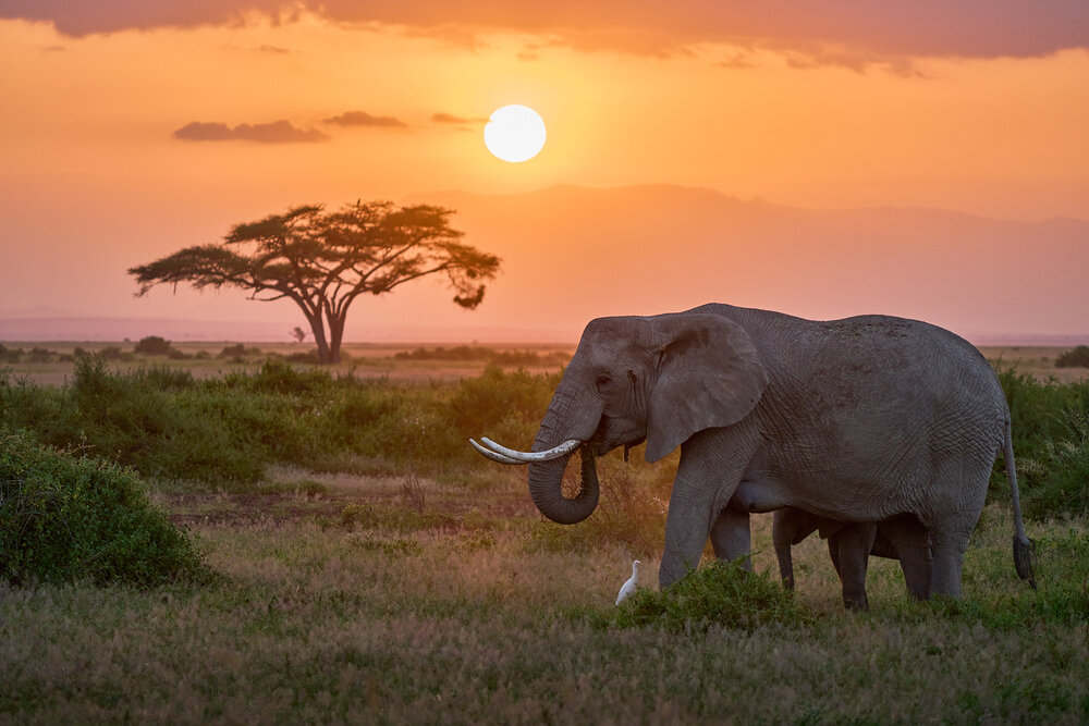 Image of a baby elephant hiding behind it's mother at sunset on the Maasi Mara in Kenya