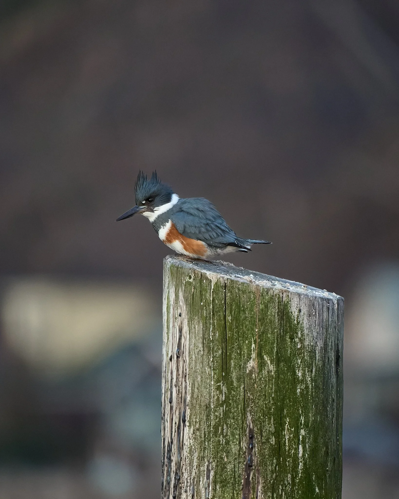 Belted kingfisher