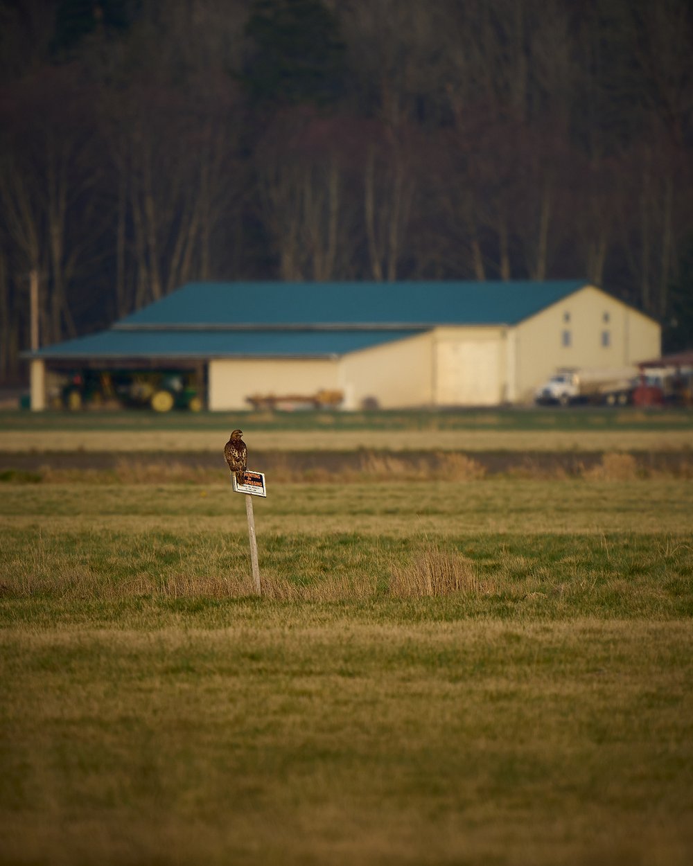 Red tailed hawk on no hunting sign