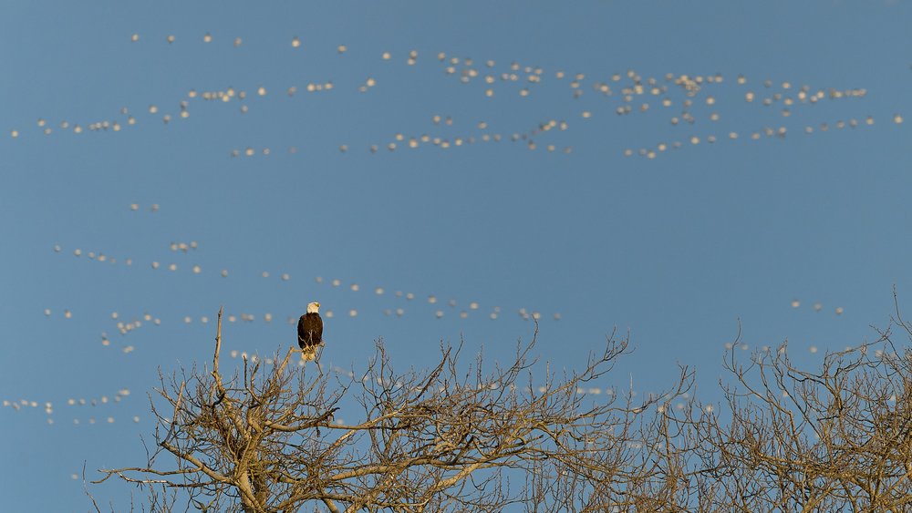 Bald eagle and snow geese