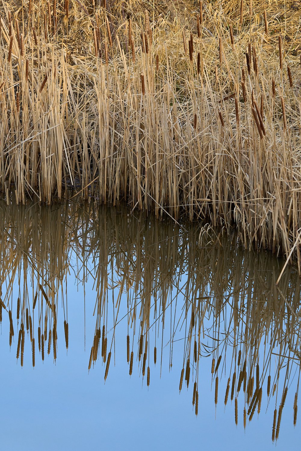 Reeds along the river