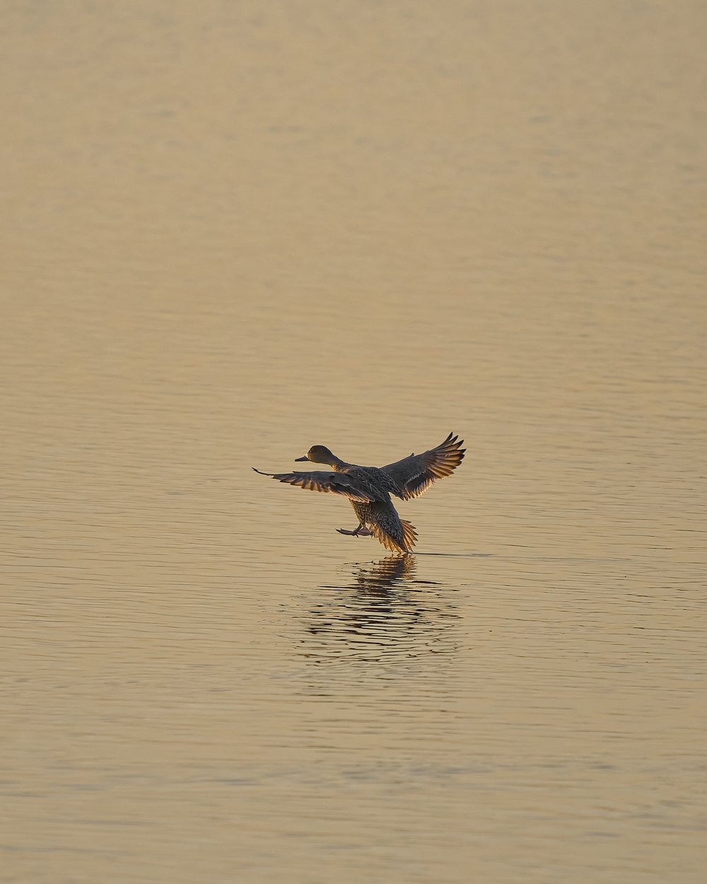 Female Duck Landing
