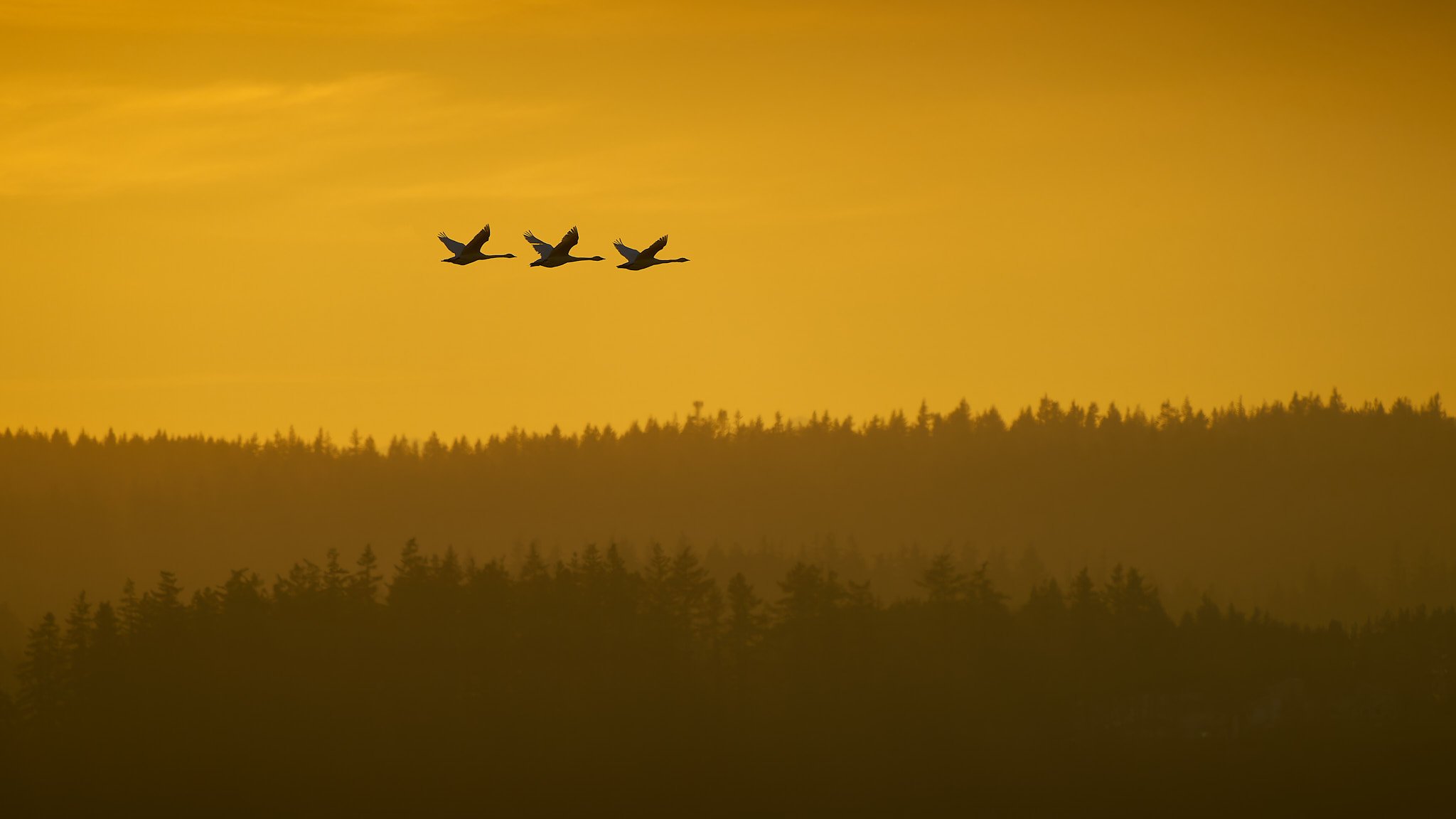Trumpeter Swans silhouetted at sunset 