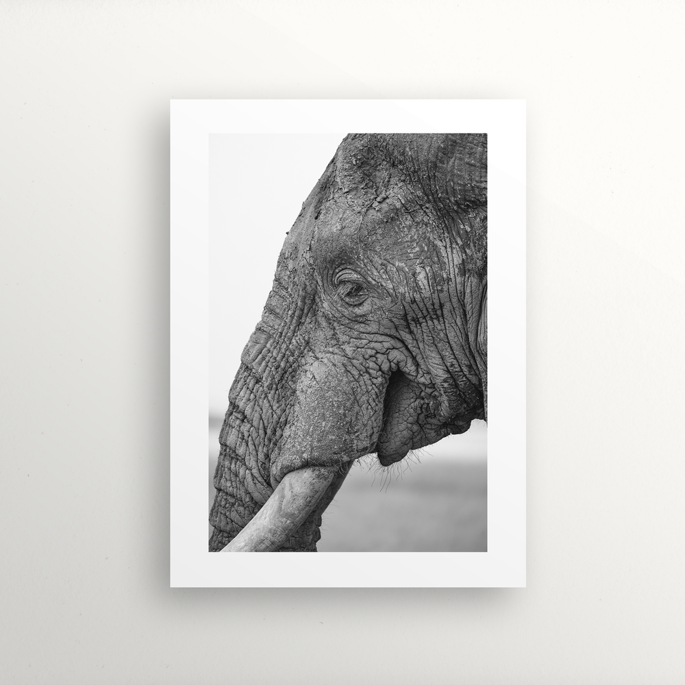 Elephant profile in black and white print mockup
