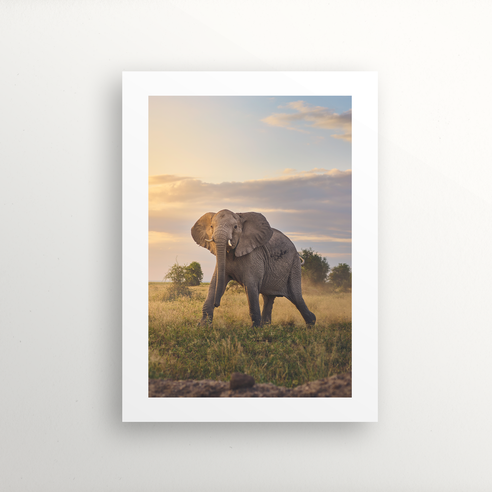 Guardian at Golden Hour: A Mother Elephant's Protective Stand