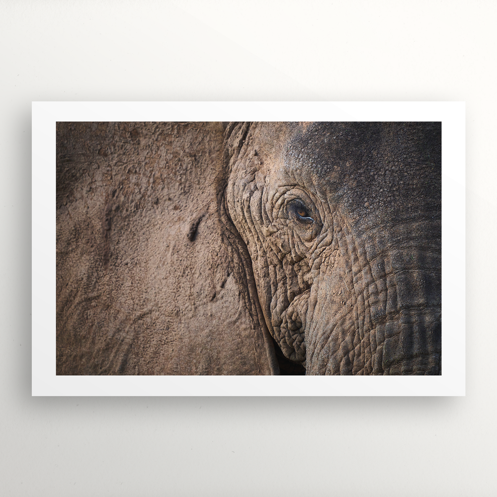Muddy Mystique: Elephant Eye Close-Up