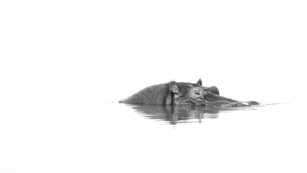 High key black and white image of a hippo on the surface of the water