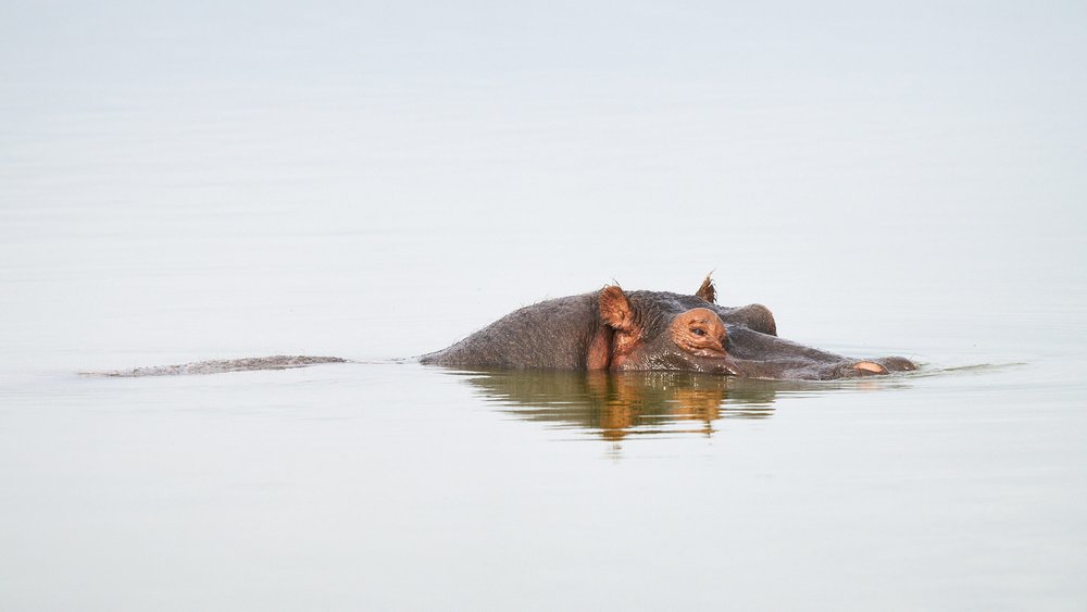 Hippo just breaking the surface of still water