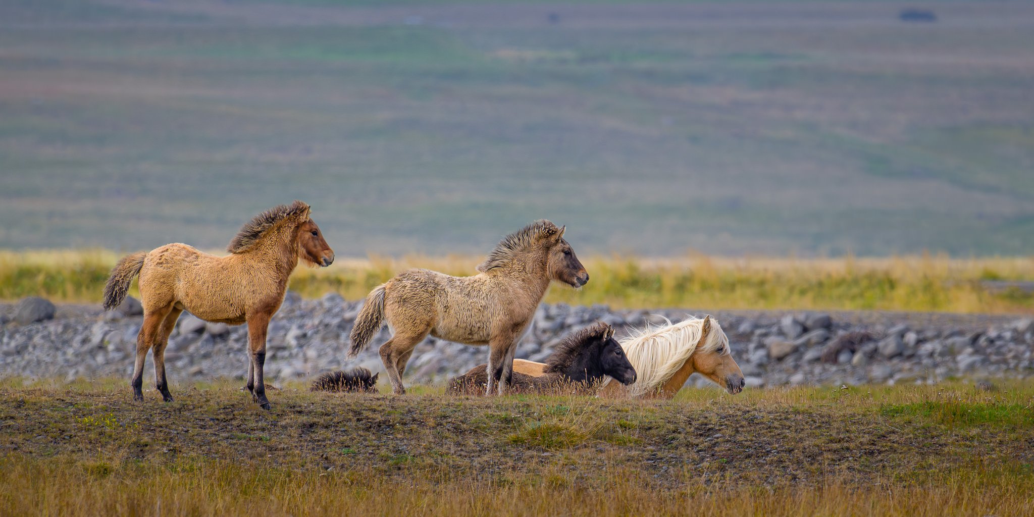 iceland-2024-NIKON Z 9-47061-Enhanced-NR.jpg